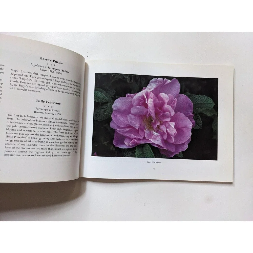 ROSA RUGOSA (1991) by Suzanne Verrier photographs by Charles Steinhacker VTG